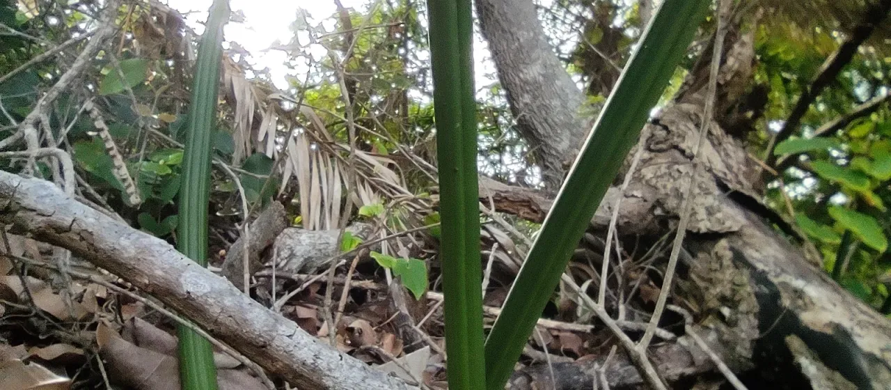 Dracaena canaliculata