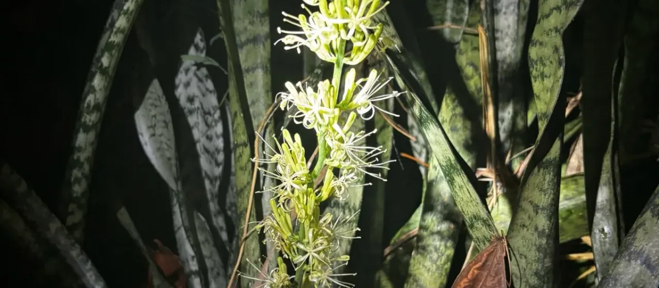 Snake plant