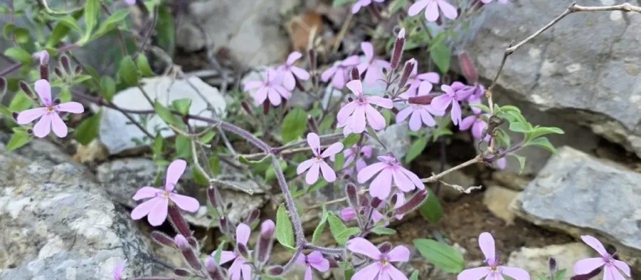 Rock soapwort