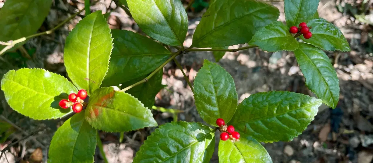 Sarcandra glabra