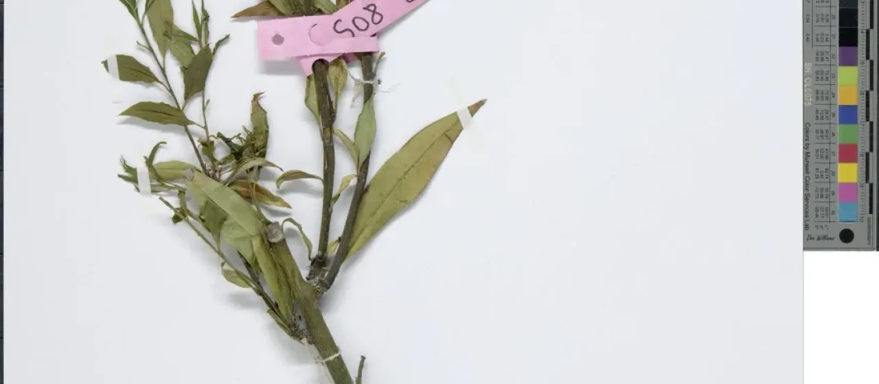 Hooker's sarcococca digyna