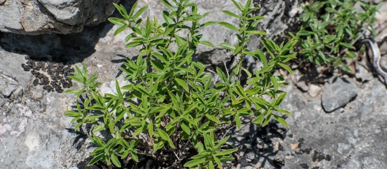 Yerba
