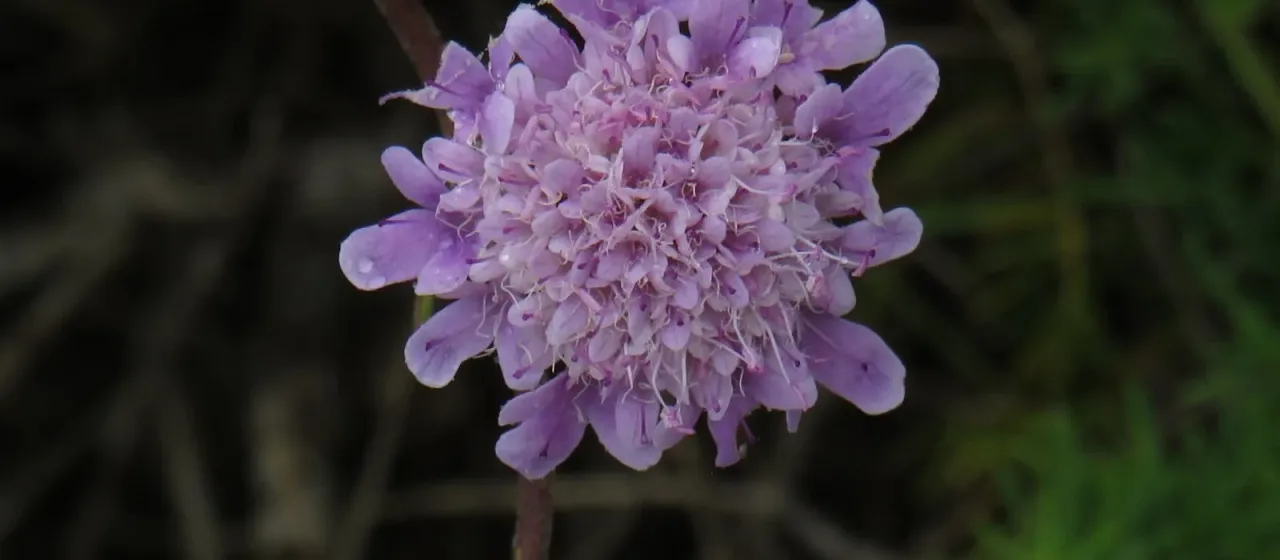 Cape scabious