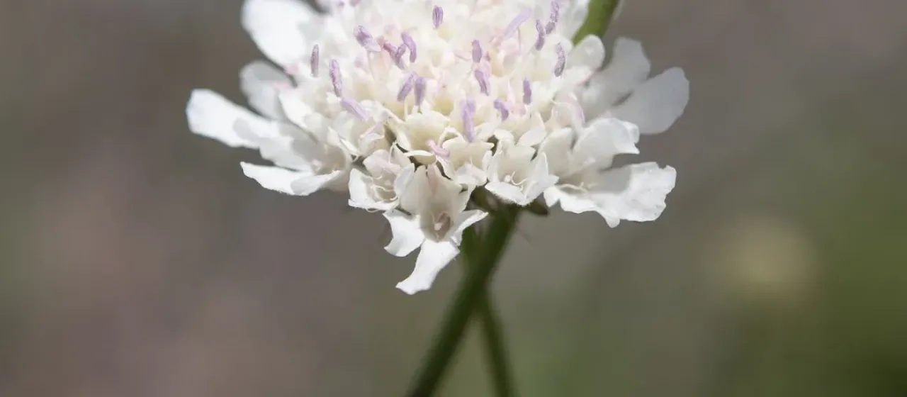 Small scabious