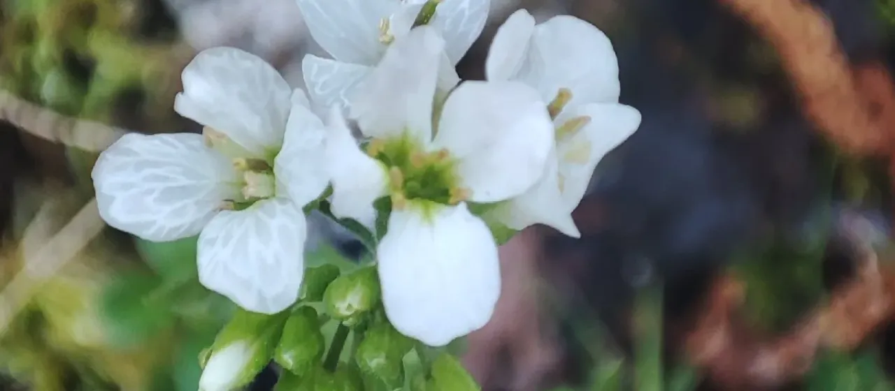 Alpine rockcress