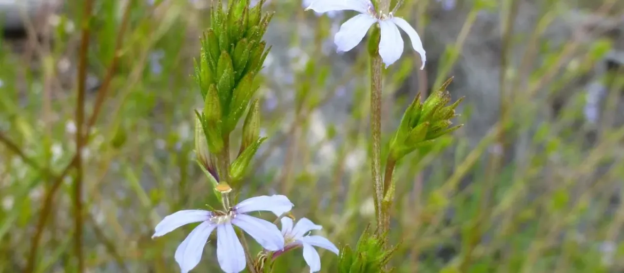 Scaevola thesioides