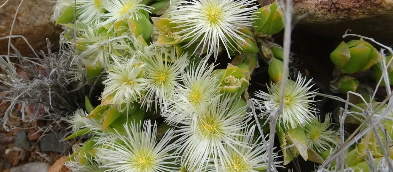 Sceletium tortuosum