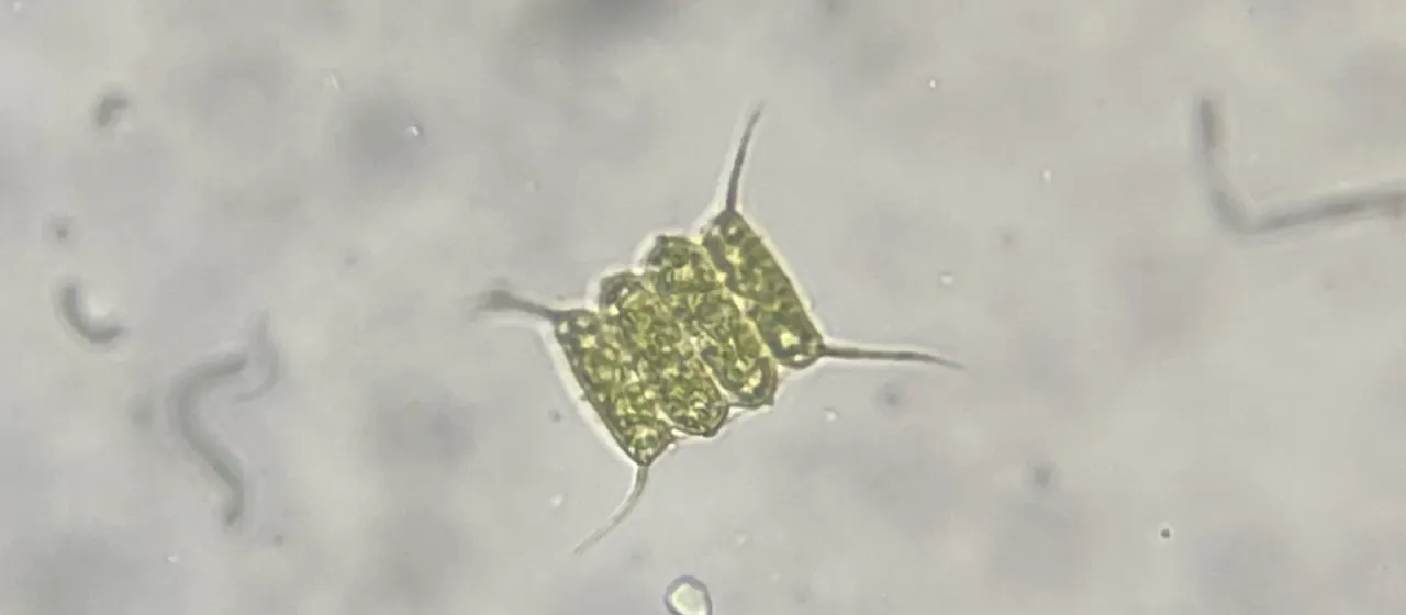 Scenedesmus quadricauda
