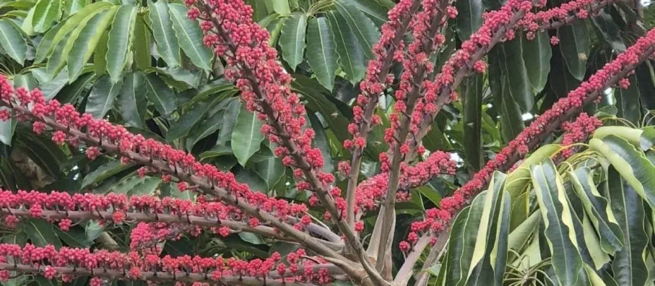Octopus tree