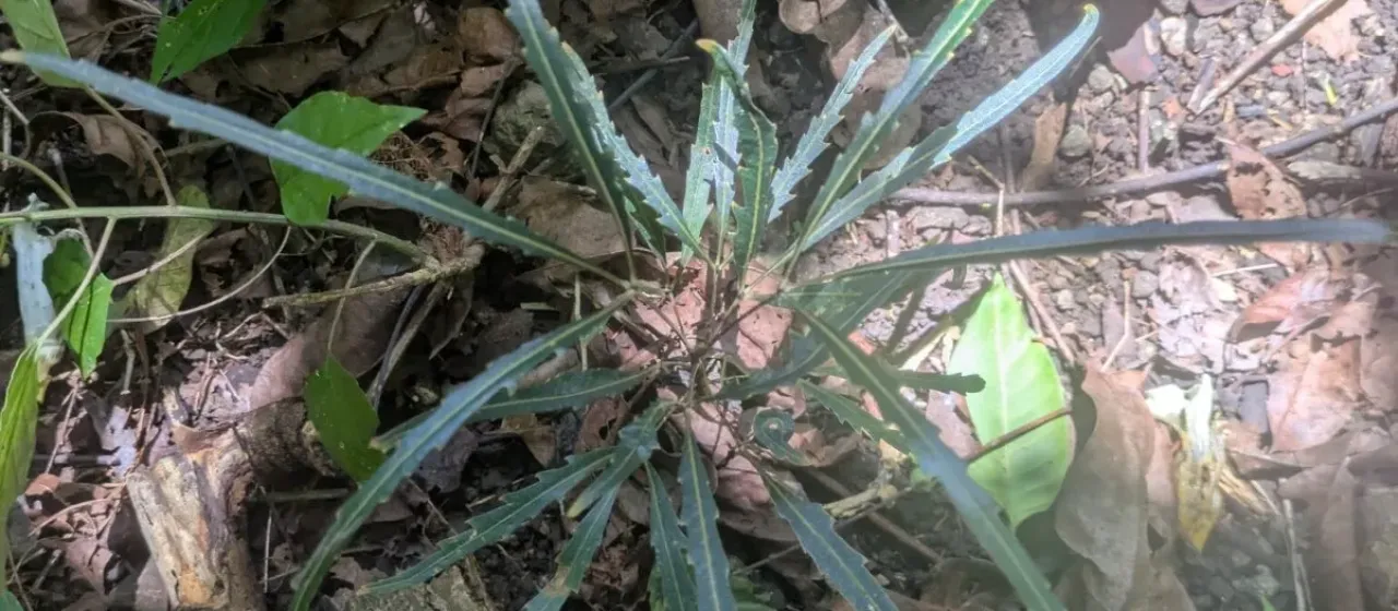 Dizygotheca