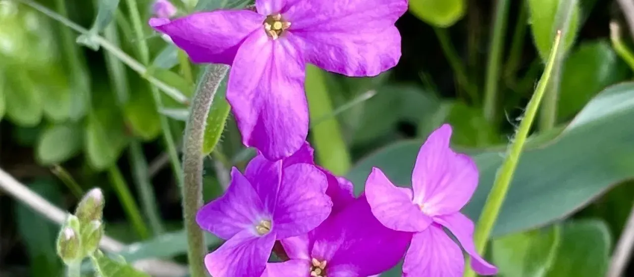 Arabis blepharophylla Hook. & Arn.