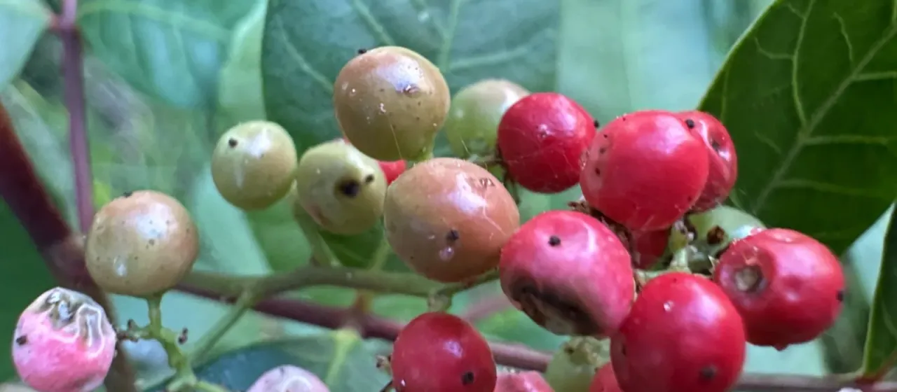 Brazilian peppertree