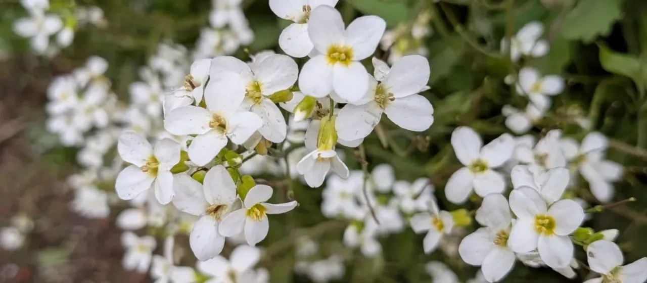 Garden rockcress