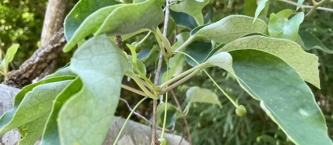Schisandra repanda