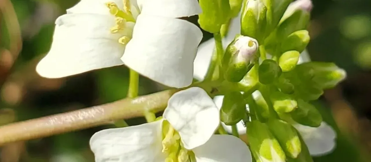 Running rockcress