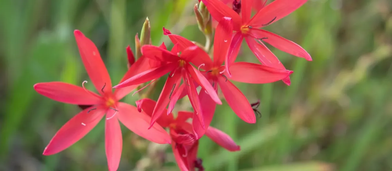 Schizostylis