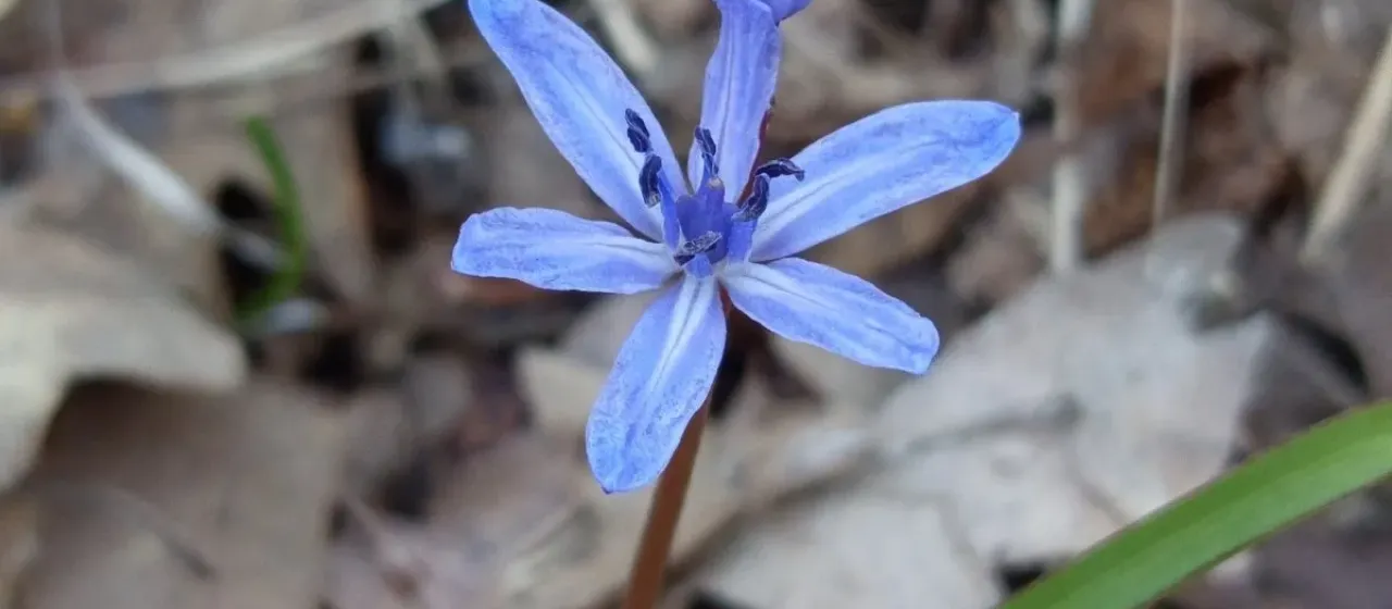 Alpine squill