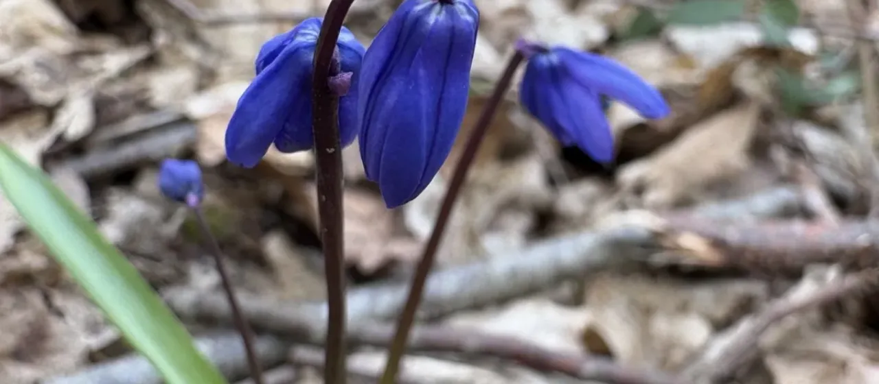 Siberian squill