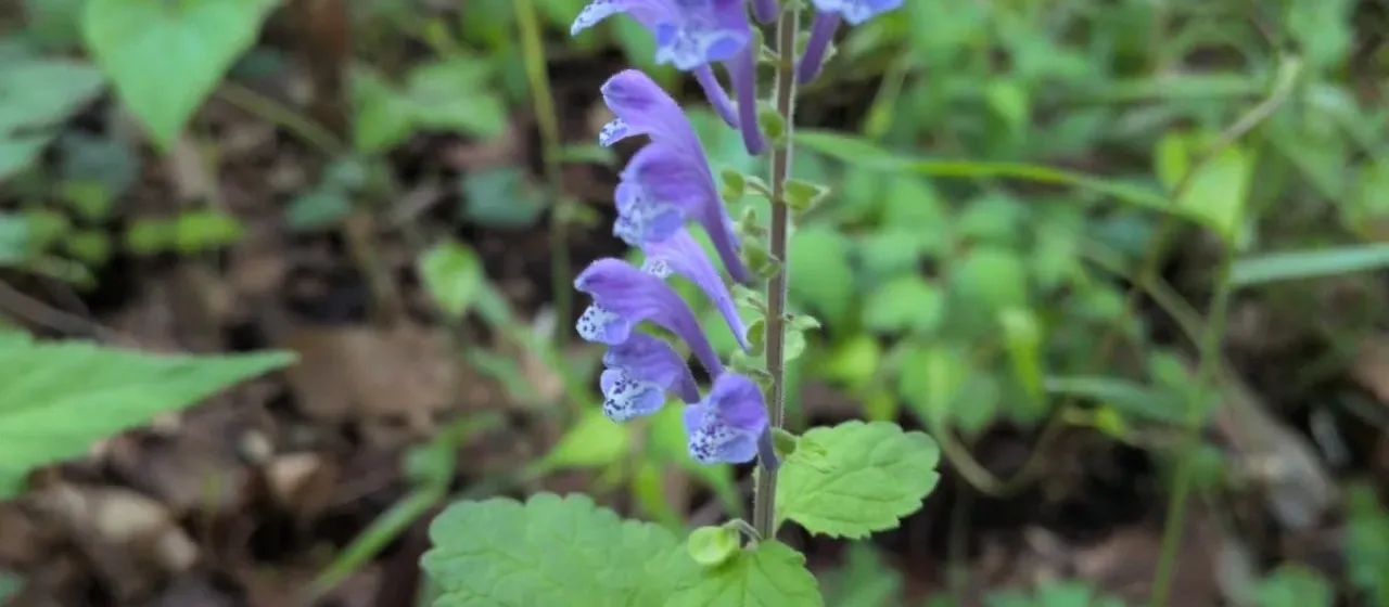 Scutellaria indica