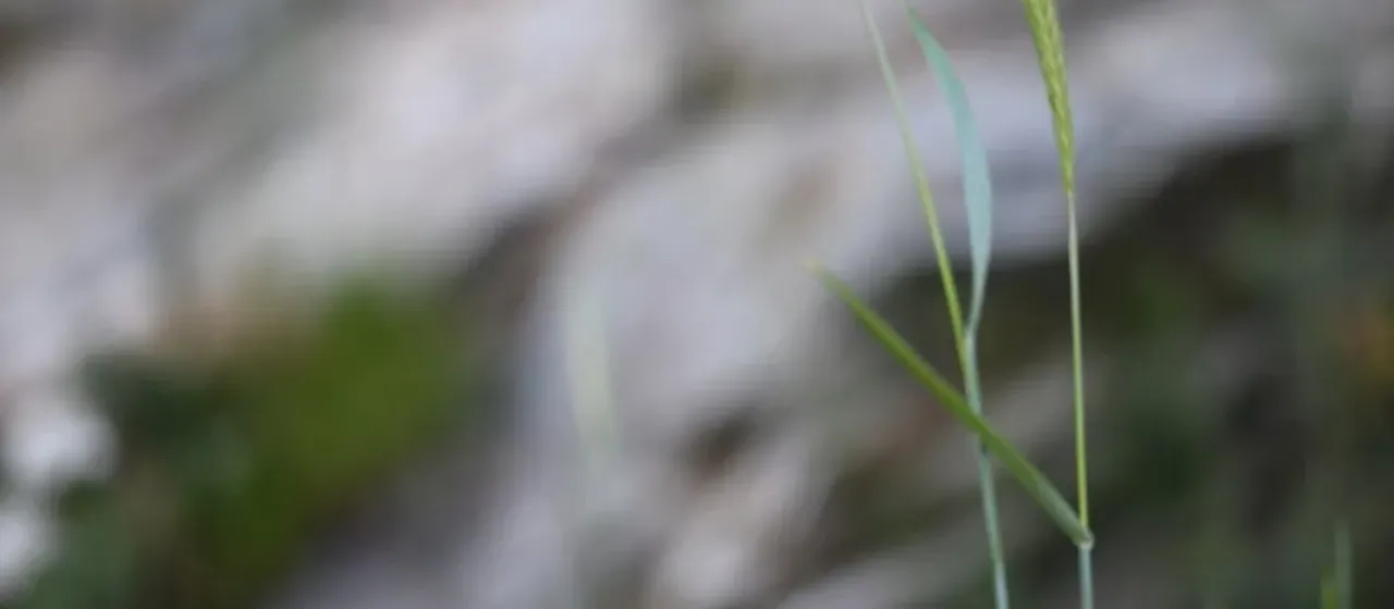 Mountain rye