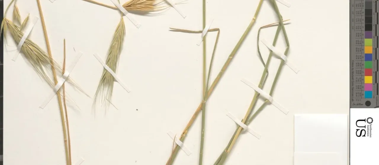 Vavilov's rye