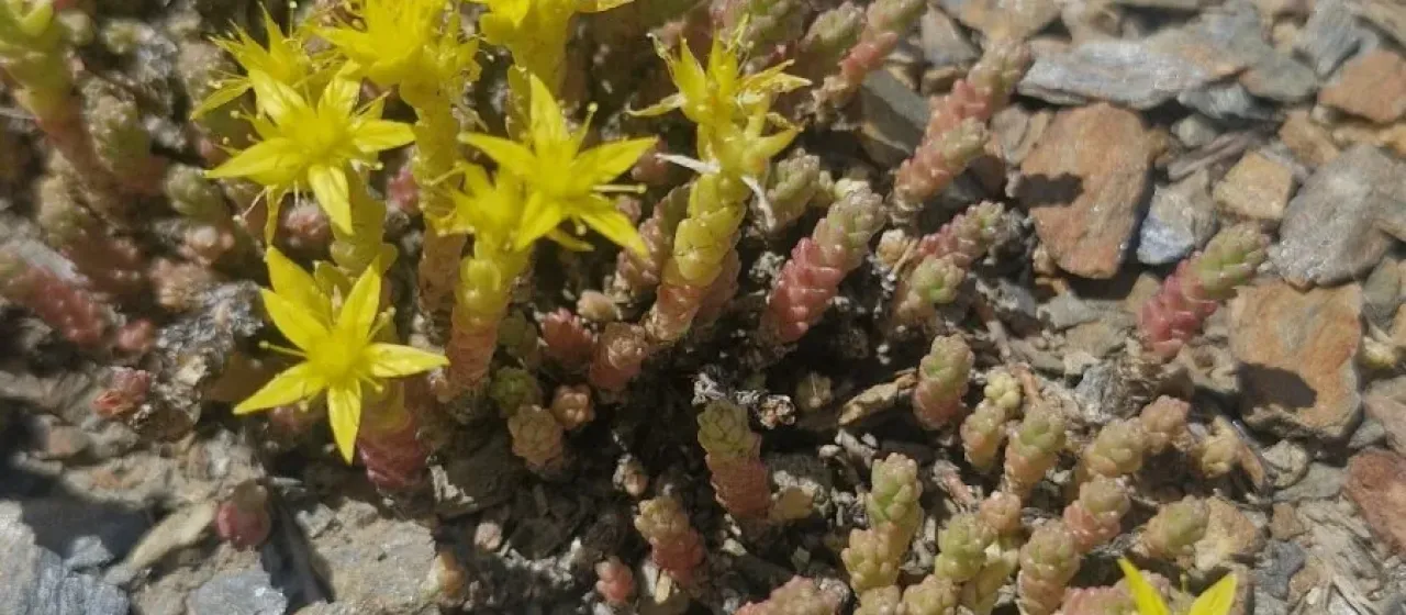 Goldmoss stonecrop