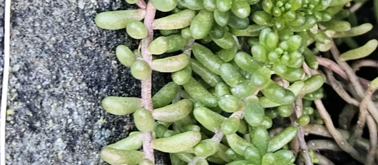 White stonecrop