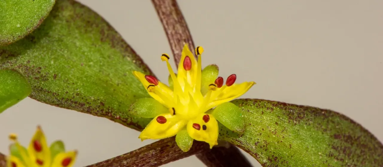 Sedum makinoi