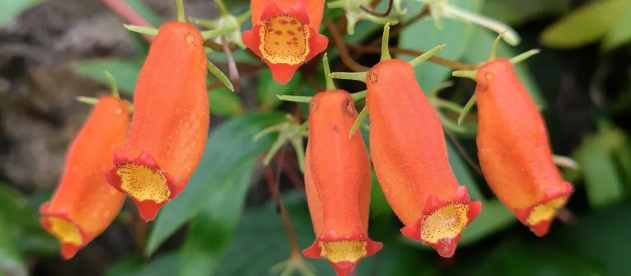 Seemannia sylvatica
