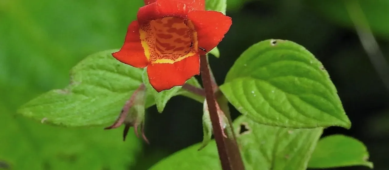 Seemannia nematanthodes x Seemannia sylvatica