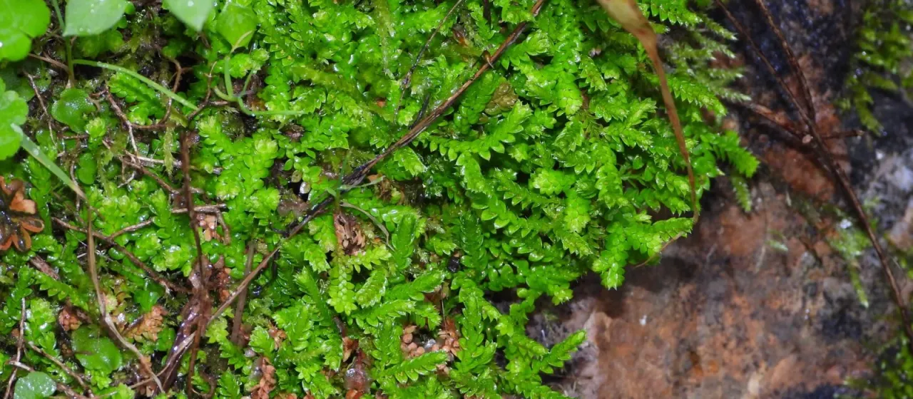 Club Moss