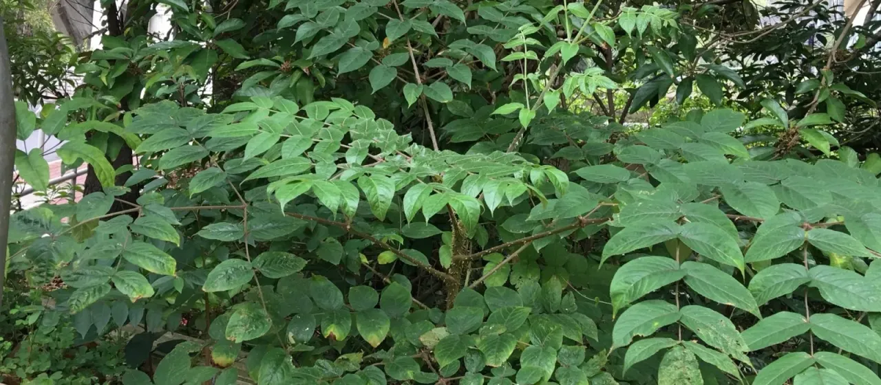 Chinese Angelica Tree