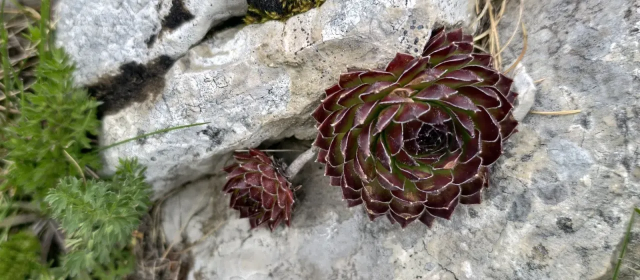 Marble houseleek