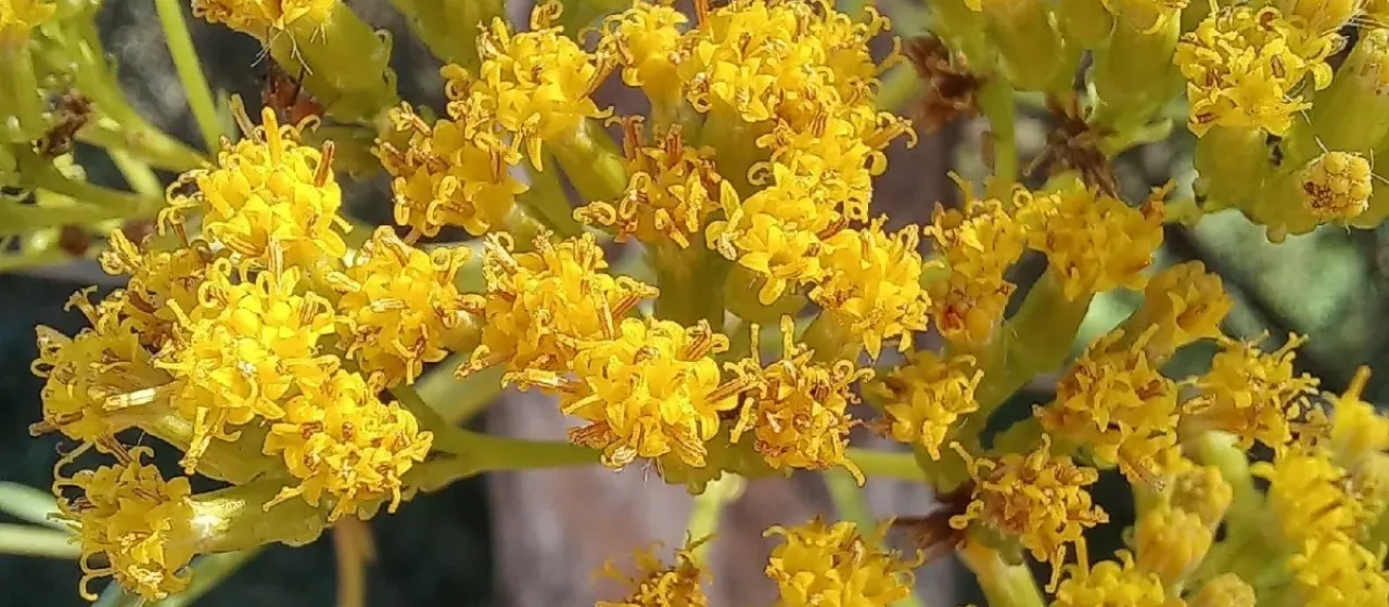 Senecio brachypodus