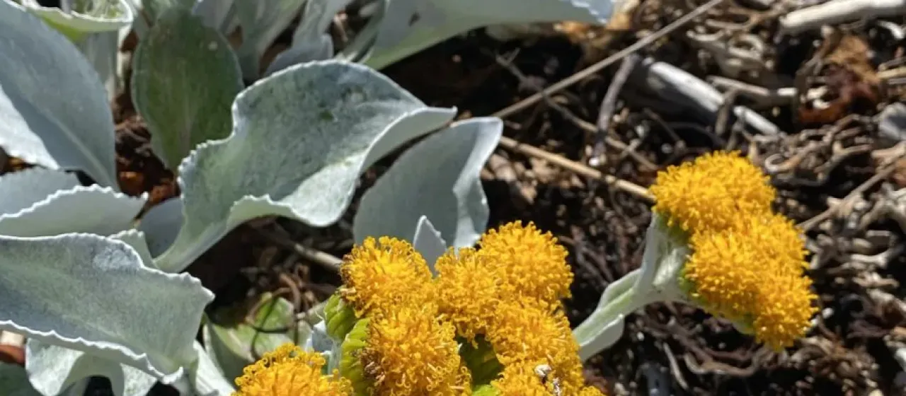 Senecio candidans