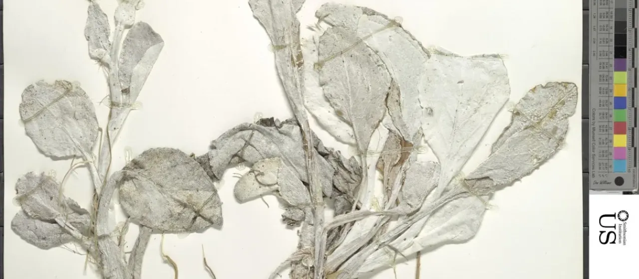 Senecio candicans