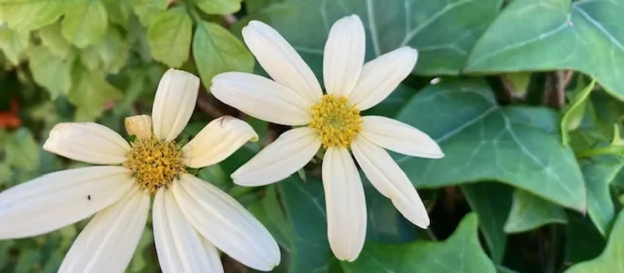 Cape-ivy