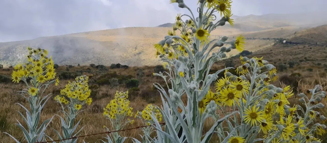 Senecio niveoaureus