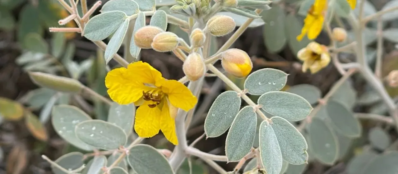 Сенна Кови
