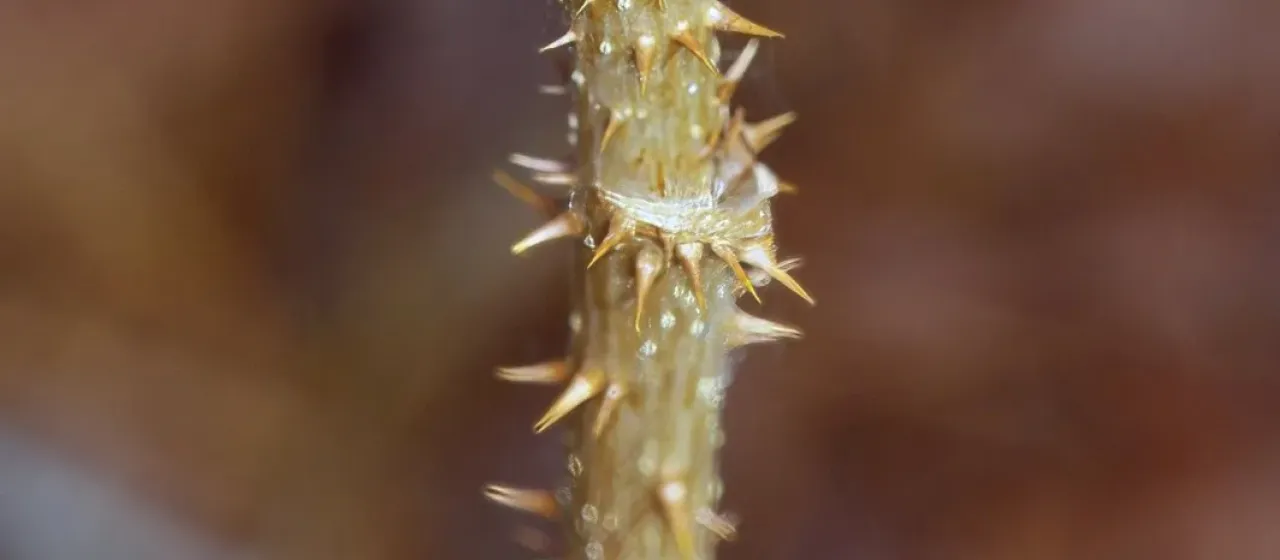 Devil's Walking Stick