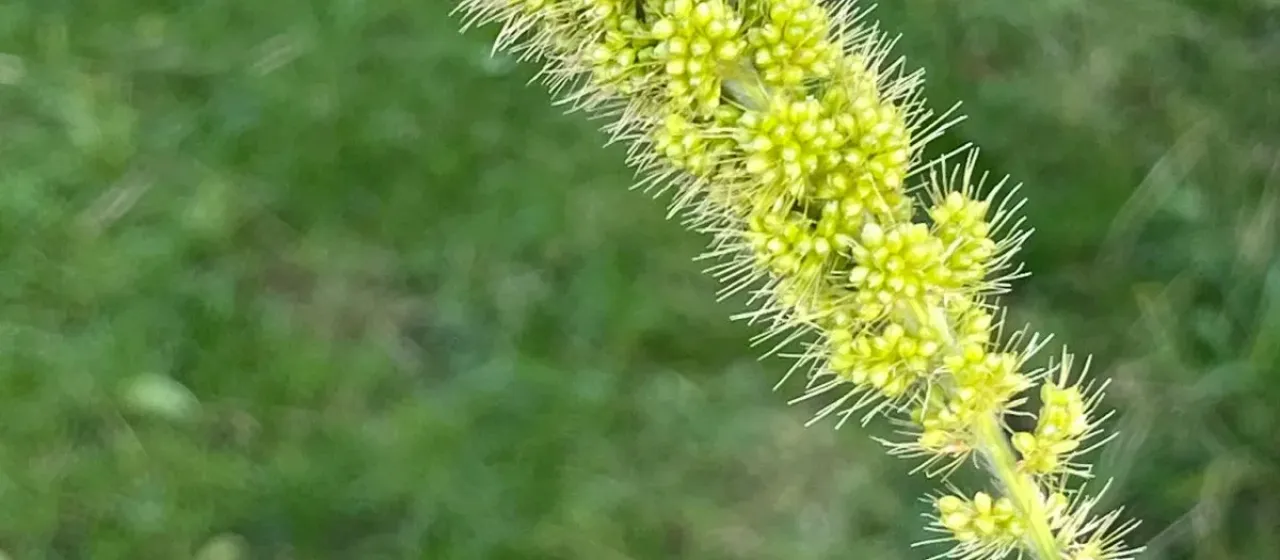 Italian millet