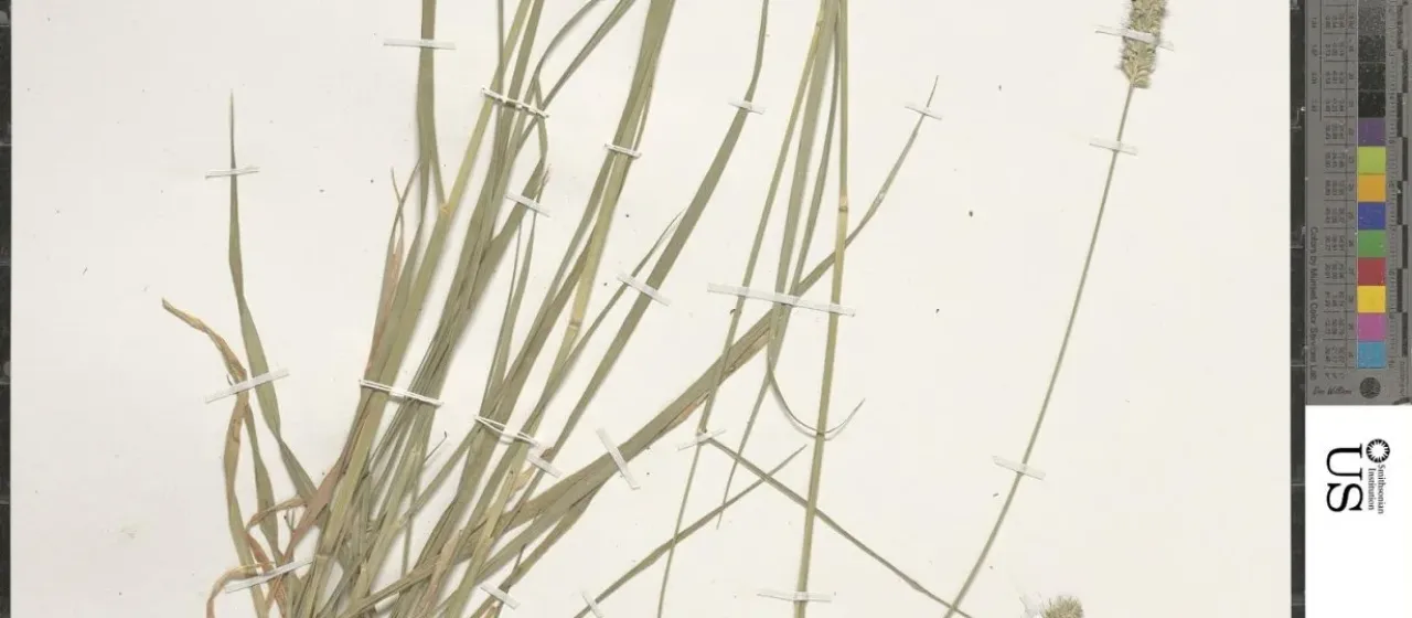 Black-seed Bristle Grass