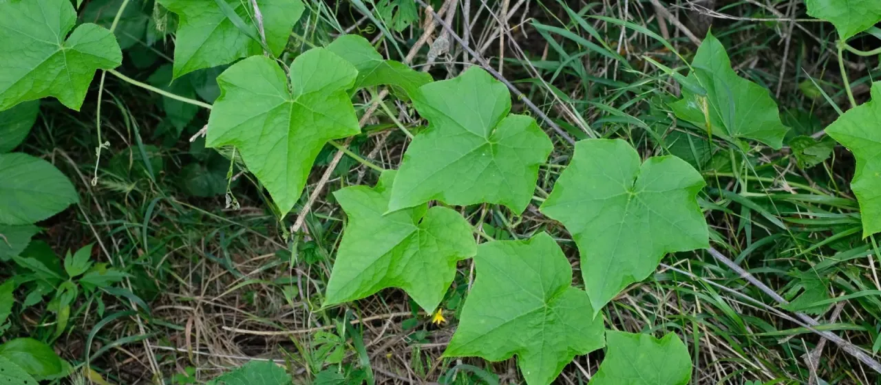 Bur cucumber