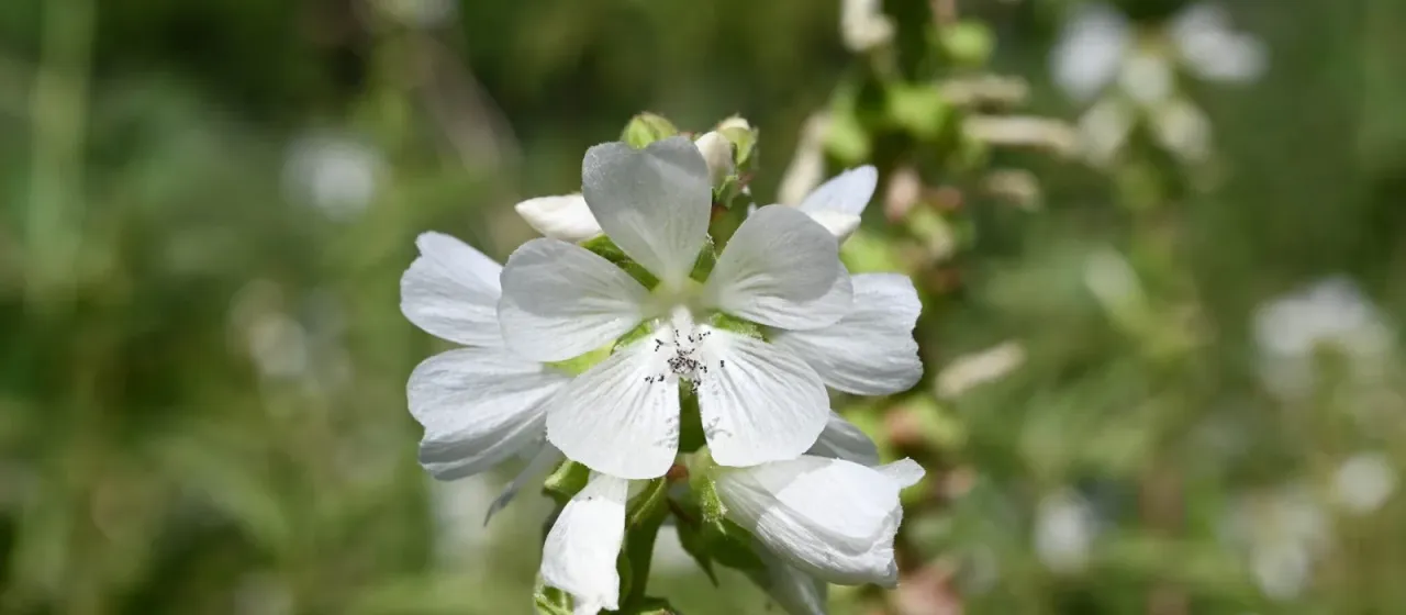 White prairie-mallow