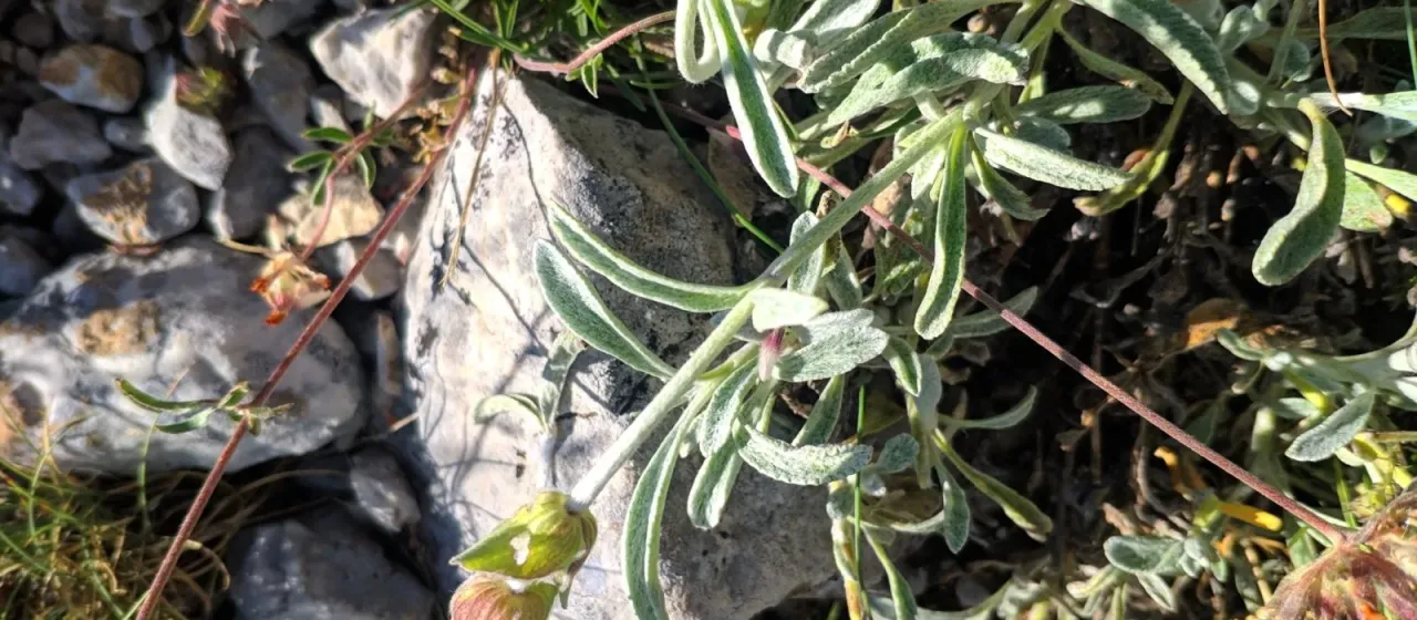Greek mountain-tea