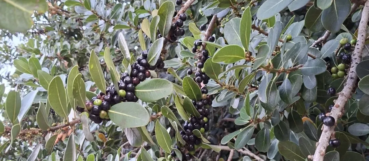 Sideroxylon inerme