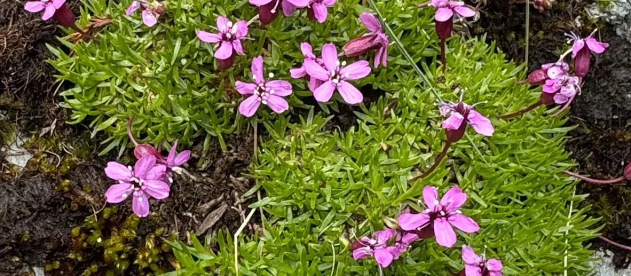 Moss campion