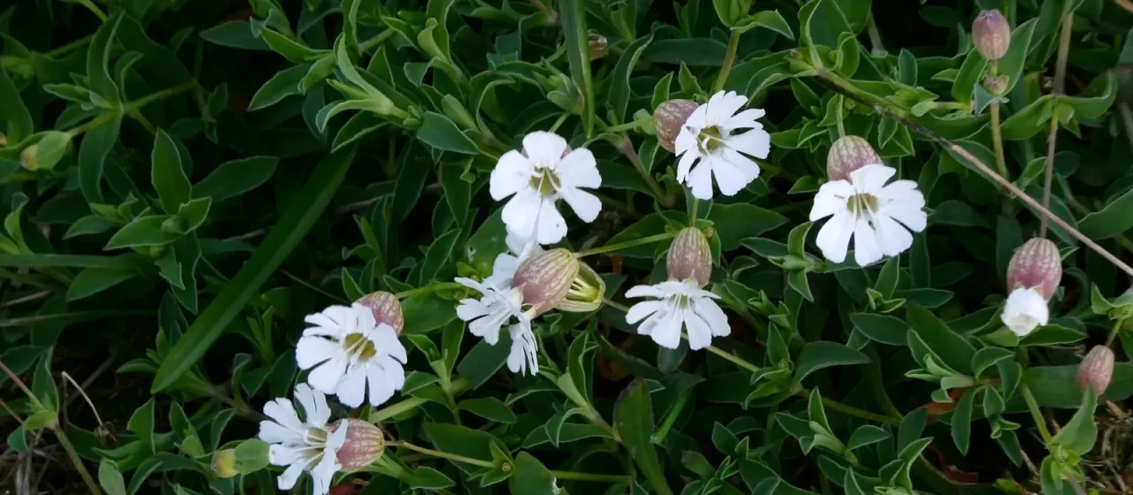 Sea campion