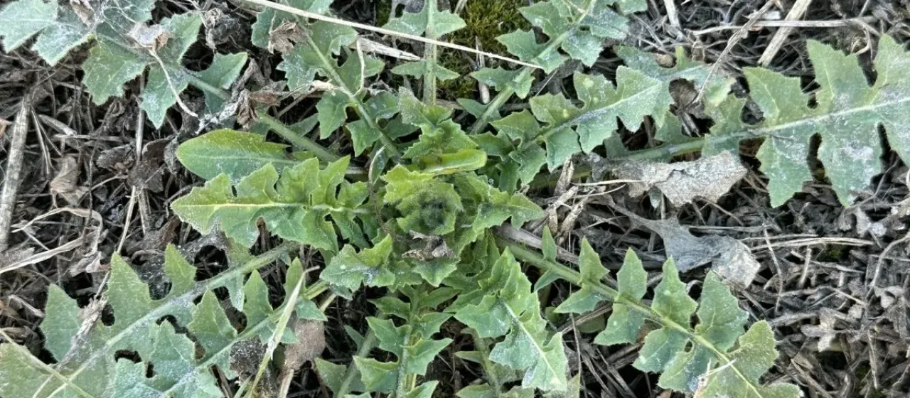 Flixweed (Loesel's hedge mustard)
