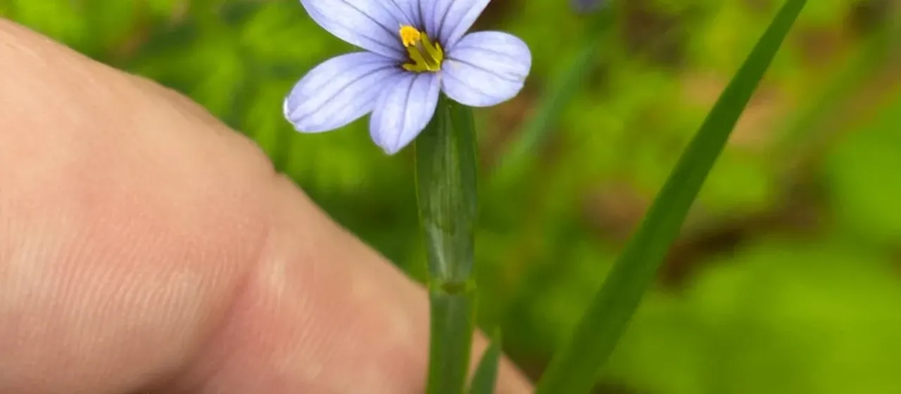 Narrow-leaf blue-eyed grass